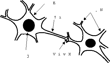 \includegraphics[scale=0.5]{eps_file/neuron.eps}