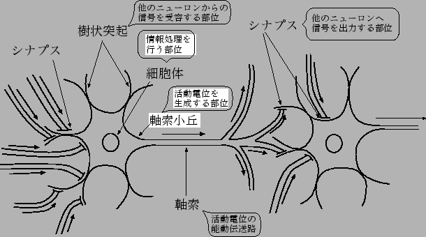 \includegraphics[scale=0.8]{fig/cell.eps}