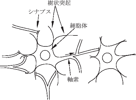 \includegraphics[scale=0.7]{neuron.eps}