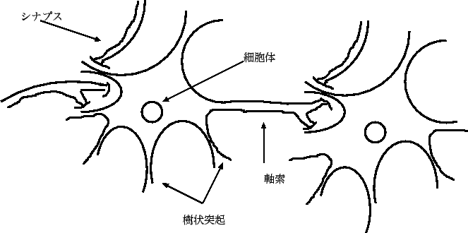 \includegraphics[scale=1.0]{neuron.eps}