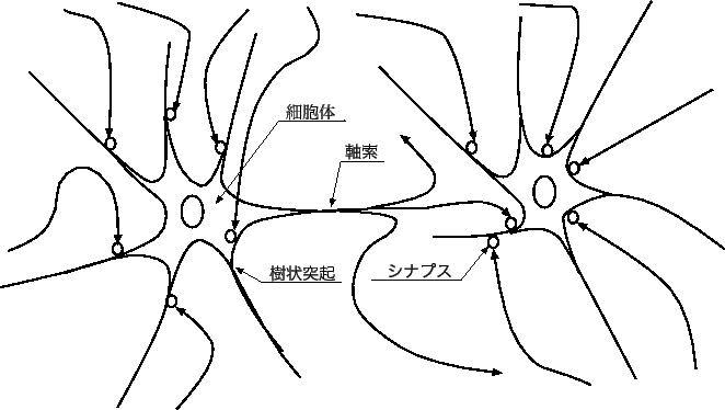 \includegraphics[scale=1.0]{neuron.eps}