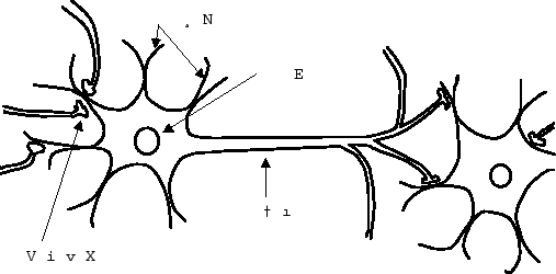 \includegraphics[scale=0.5]{eps_file/neuron.eps}