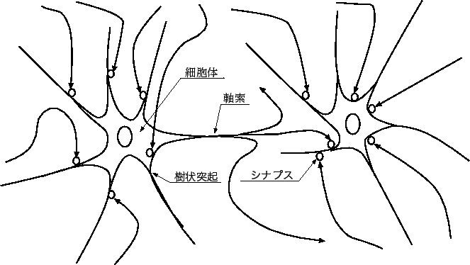 \includegraphics[scale=1.0]{images/neuron.eps}