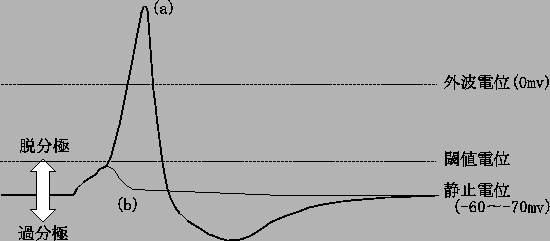 \includegraphics[scale=1.0]{neuron_pulse.eps}