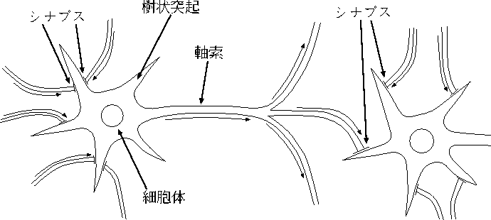 2.1 ニューロンとは