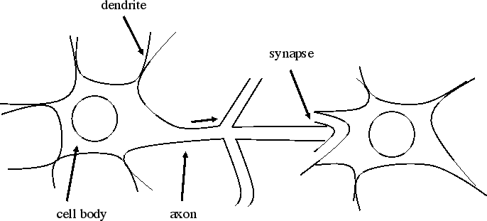 \includegraphics[scale=0.8]{neuron.eps}